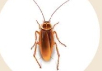 Gián