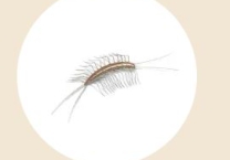 Rết