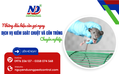 Những dấu hiệu bạn nên gọi ngay dịch vụ kiểm soát chuột và côn trùng chuyên nghiệp