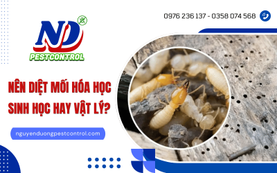 Nên diệt mối bằng phương pháp hóa học, sinh học hay vật lý để hiệu quả tốt nhất?